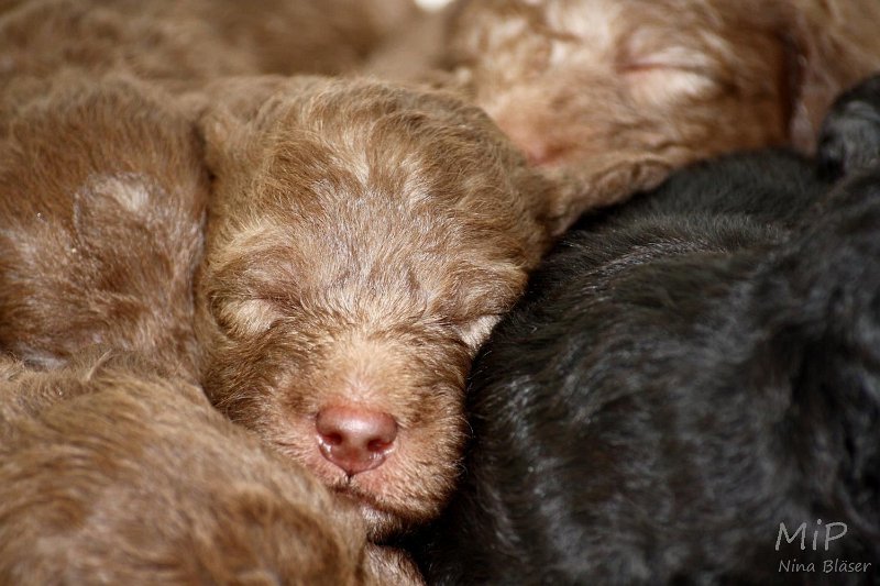 2011-05-15 Puppies Candy & Svet (52).jpg